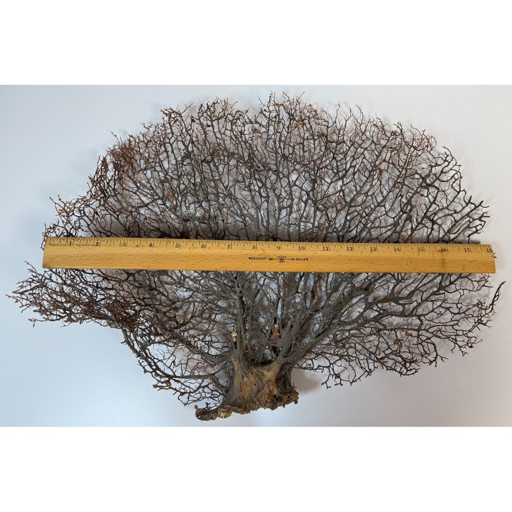Gorgonia Sea Fan Costal Decor Item Vintage 18" x 13.5" ***BIG*** - Picture 7 of 9